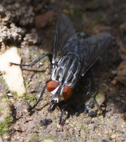 Sarcophaga sp.
